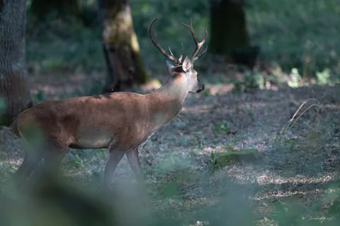 Cerf