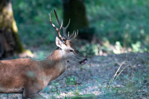Cerf