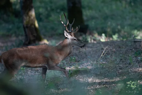 Cerf