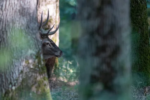 Cerf