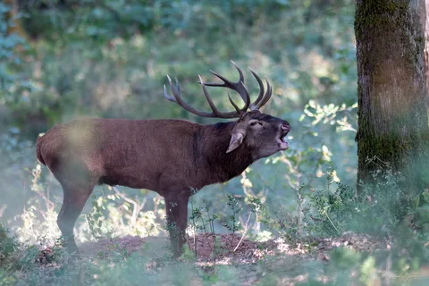 Cerf