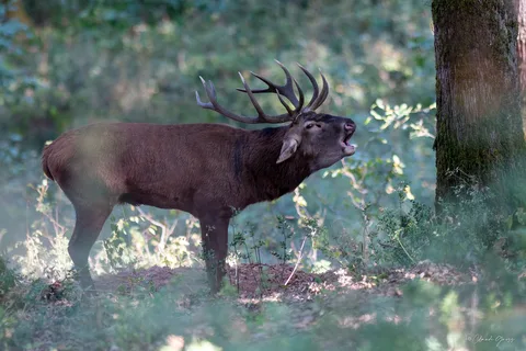 Cerf