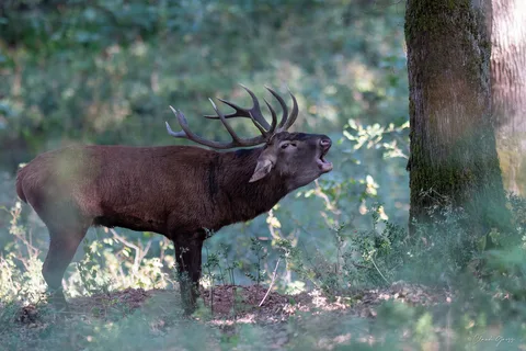 Cerf