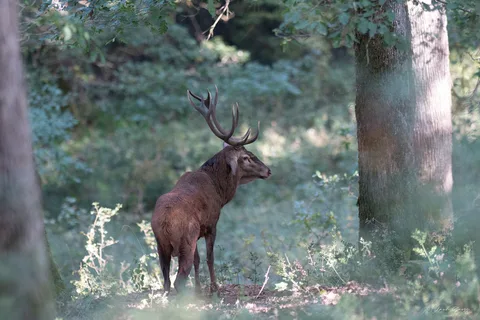Cerf