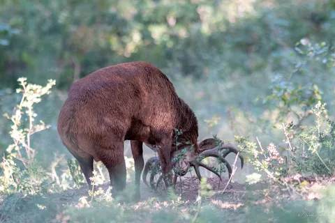 Cerf