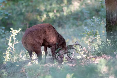 Cerf