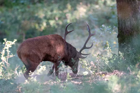 Cerf