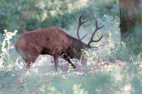 Cerf