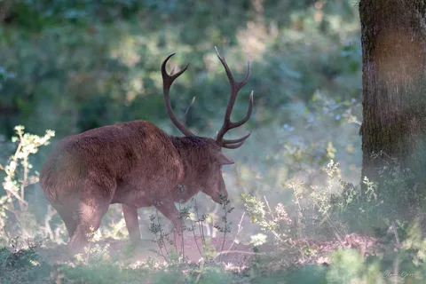 Cerf