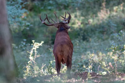 Cerf