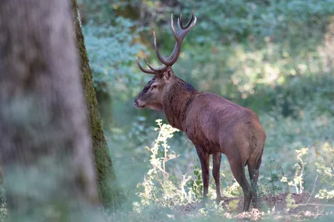 Cerf