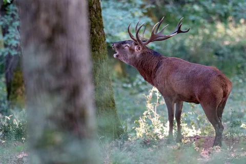 Cerf