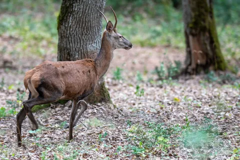 Cerf