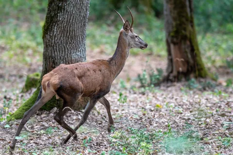 Cerf