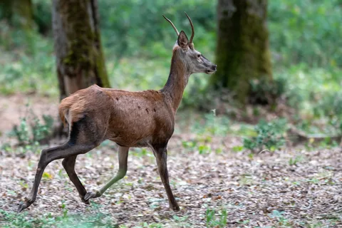 Cerf