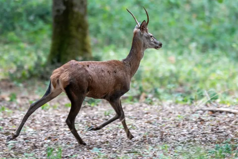 Cerf