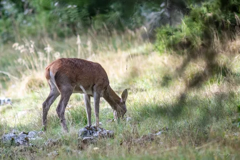 Cerf