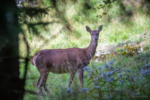 Cerf