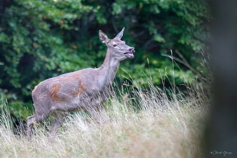 Cerf