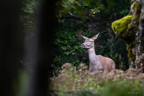 Cerf