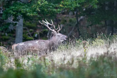 Cerf