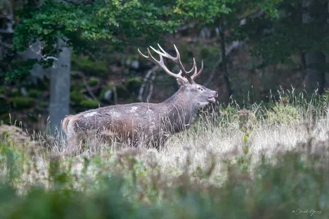 Cerf