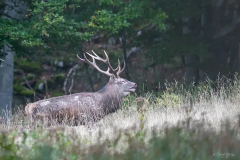 Cerf