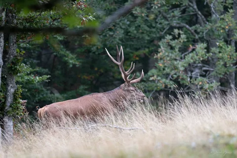 Cerf