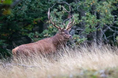 Cerf