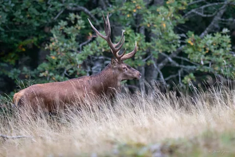 Cerf