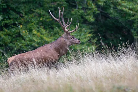 Cerf