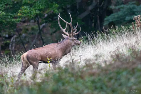 Cerf