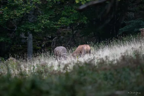 Cerf