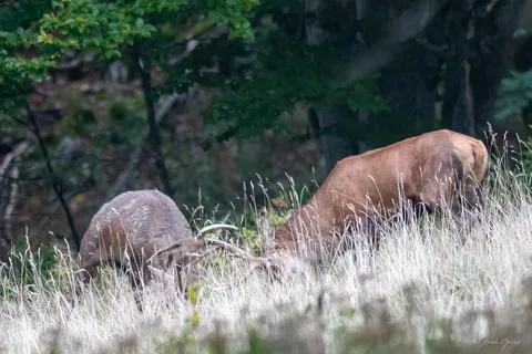Cerf