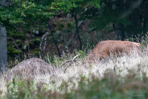 Cerf