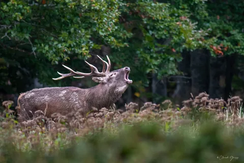 Cerf