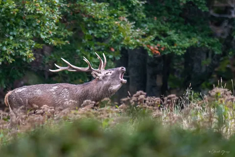 Cerf