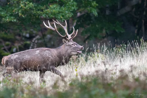 Cerf