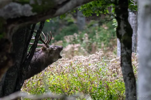 Cerf