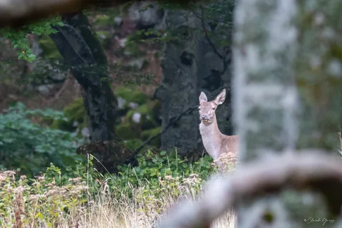 Cerf