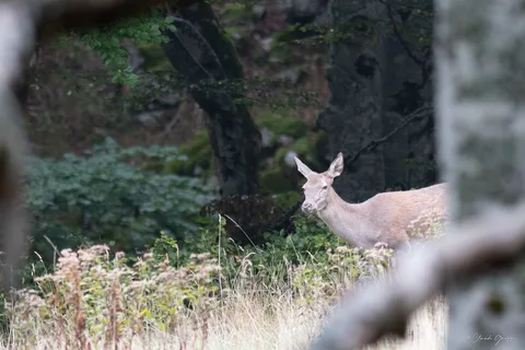 Cerf