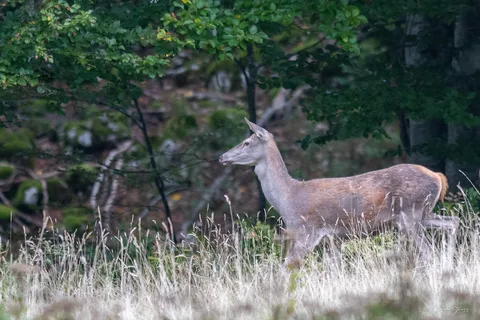 Cerf