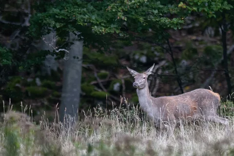 Cerf