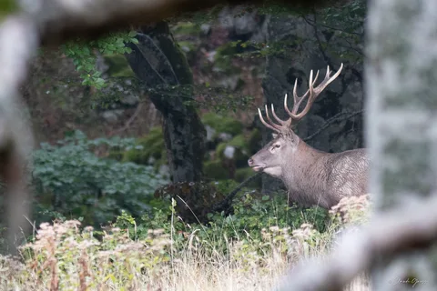 Cerf