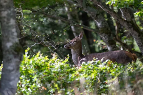 Cerf