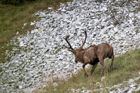 Cerf