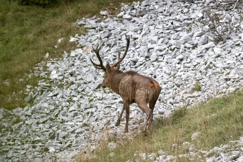 Cerf