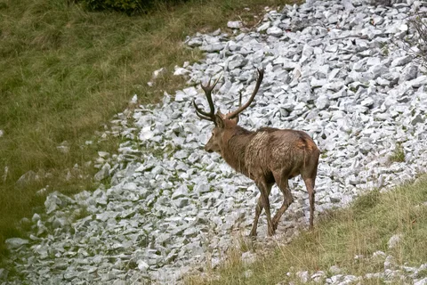 Cerf