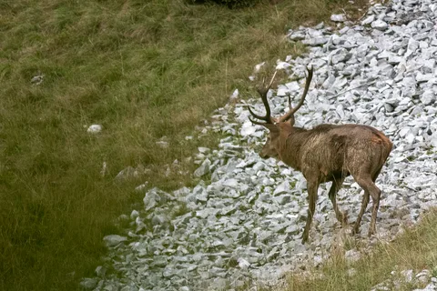 Cerf