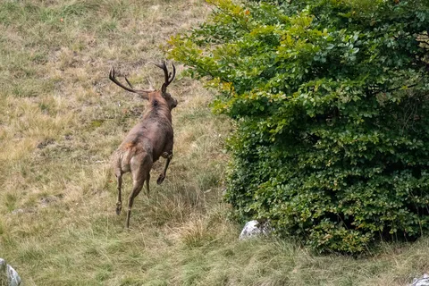 Cerf
